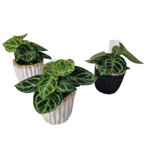 Anthurium Crystallinum - Kamo Village Florist