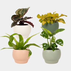 Cute Foliage Plant Asst 9.5cm - Kamo Village Florist