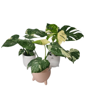 Monstera Thai Constellation - Kamo Village Florist
