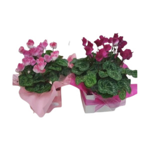 Cyclamen - Kamo Village Florist