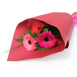 Gerbera x 3 Stems - Kamo Village Florist