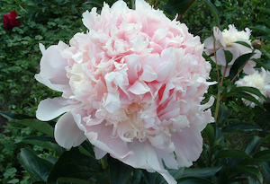 Petticoat Flounce - Kampjes Gardens