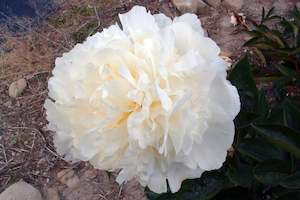 Products: Bridal Shower - Kampjes Gardens