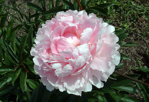 Reine Deluxe - Kampjes Gardens