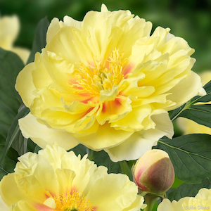 Products: Bartzella - Kampjes Gardens