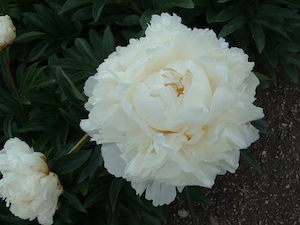 Bowl of Cream - Kampjes Gardens