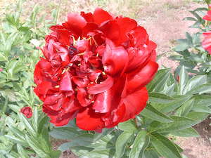 Products: Buck Eye Belle - Kampjes Gardens