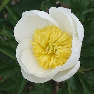 Cheddar Supreme - Kampjes Gardens