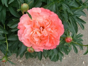 Products: Coral Sunset - Kampjes Gardens