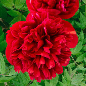 Diana Parks - Kampjes Gardens