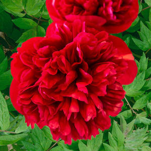 Products: Diana Parks - Kampjes Gardens