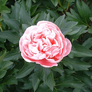 Products: Etched Salmon - Kampjes Gardens