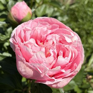 Products: Etched Salmon - Kampjes Gardens