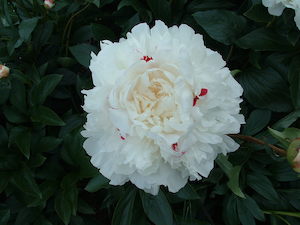 Festiva Maxima - Kampjes Gardens