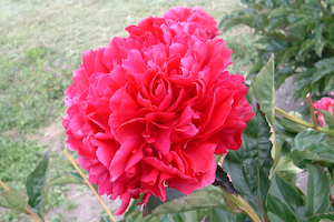 Products: Glad Tidings - Kampjes Gardens