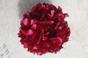 Products: Highlight - Kampjes Gardens