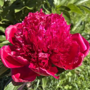 Red Picottee - Kampjes Gardens