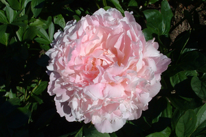 James Pillow - Kampjes Gardens