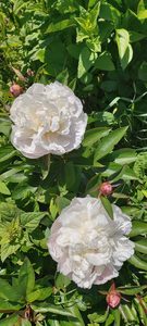 Products: Joseph Christie - Kampjes Gardens