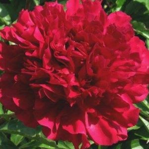 Maestro - Kampjes Gardens