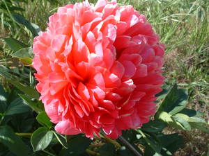 Products: Mary Jo Legare - Kampjes Gardens