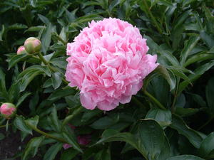 Monsieur Jules Élie - Kampjes Gardens