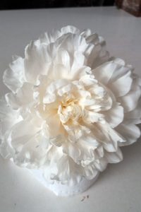 Mothers Day - Kampjes Gardens