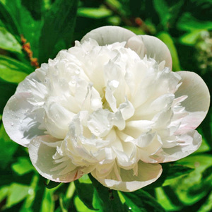 Products: Officinalis Alba Plena - Kampjes Gardens