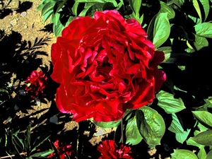 Old Faithful - Kampjes Gardens