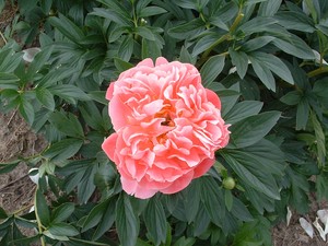 Pink Hawaiian Coral - Kampjes Gardens