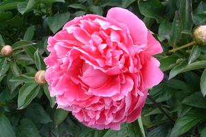 Pink Parfait - Kampjes Gardens