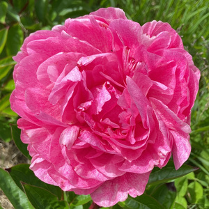 Products: The Fawn - Kampjes Gardens