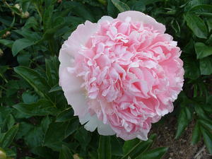 Products: Raspberry Sundae - Kampjes Gardens