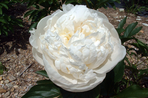 Immaculée - Kampjes Gardens