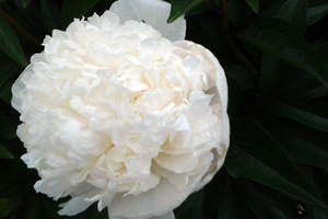 Products: Snowball (Boule de Neige) - Kampjes Gardens