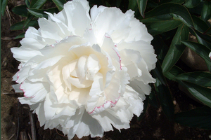 Products: Kelways Glorious - Kampjes Gardens