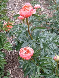 Coral Charm - Kampjes Gardens