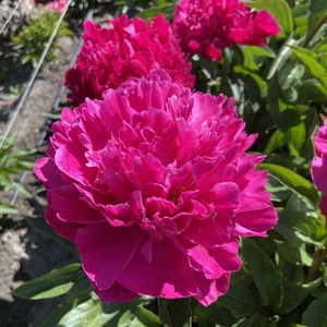 Inspecteur Lavergne - Kampjes Gardens