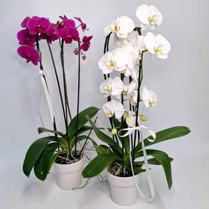 Plants Kānuka Boutique Florist: Phalaenopsis (Moth) Orchids - White Only