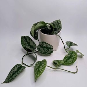 Plants Kānuka Boutique Florist: Epipremnum Trebie