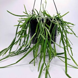 Plants Kānuka Boutique Florist: Rhipsahlis