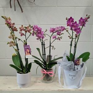 Mini Phalaenopsis Orchids