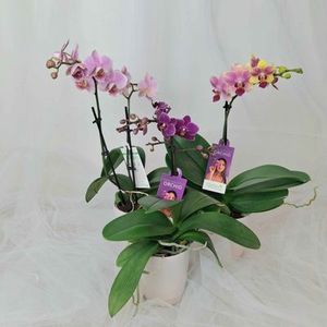 Plants Kānuka Boutique Florist: Mini Phalaenopsis Orchids