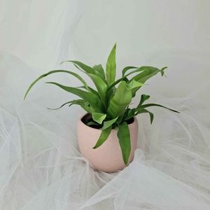 Plants Kānuka Boutique Florist: Mini Indoor Plant