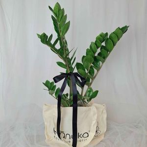 Plants Kānuka Boutique Florist: ZZ Plant