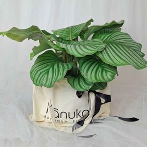 Plants Kānuka Boutique Florist: Calathea Orbifolia