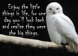 Animal Signs: NZF103 ENJOY LITTLE THING OWL