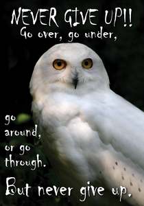 Animal Signs: NZF102 NEVER GIVE UP OWL