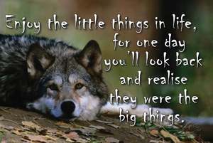 NZF76 ENJOY THE LITTLE THINGS