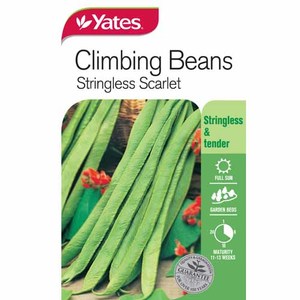 Flowers: Yates Vegetable Seed Beans String less Scarlet Climbing